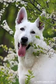 If you buy a show quality german shepherd, it will cost you around 40000rs. 29 White Shepherds Ideas White Shepherd White German Shepherd Shepherd