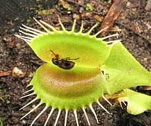 The venus flytrap ( dionaea muscipula ), a small perennial herb, is one of the most widely recognized plant species on earth. Venus Flytrap Wikipedia