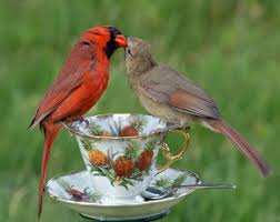 Brown Birds That Look Like Cardinals Pin By Kathy Fulkerson On Lots Of Art Cardinal Birds Pet Birds Backyard Birds