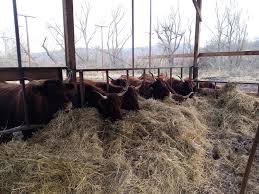 Salariile incep de la 1600 euro se lucreaza8/10 ore + ore suplimentare.se ofera cazare gratuita din partea angajatorului si o masa pe zi sau bani de. Ferma De Vaci Pentru Carne Intre EficienÈÄ Èi Joc Piramidal Agrimanet