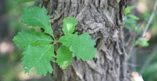 Well, not what we were expecting, but cowboys get. Bur Oak Quercus Macrocarpa Bplant Org