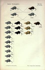 Haha What Pet Rats Cute Rats Cute Animals