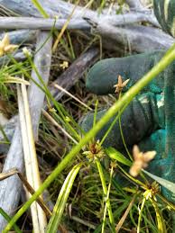 Image result for Isolepis prolifera