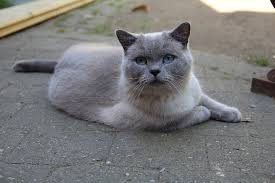 Blue for cats is a product of the blue buffalo company. 10 Blue Cat Breeds With Pictures Pet Keen