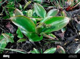 Image result for Potamogetonaceae