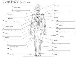 Blank human body diagram 19244704 blank anatomy figure front view stock photo anatomy the human body is an amazing machine. Skeletal System Diagram Types Of Skeletal System Diagrams Examples More