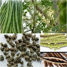 Image result for Moringaceae