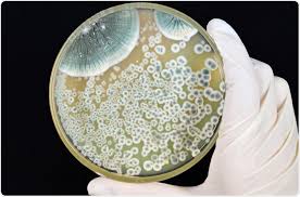 Image result for Penicillin