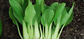 Cultiver Le Chou Chinois Dit Pak Choi Fall Vegetables To Plant Growing Vegetables Bountiful Baskets Recipes