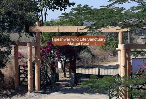 Wildlife's Hidden Gem: Exclusive Encounters with Creatures in Tipai