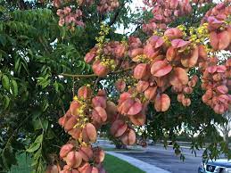 Are their any members with great success stories in mango tree growing in zone 9b? Zone 9 Florida Tree Green Leaves All Year Tiny Yellow Flowers In Fall To These Pink Paper Husks With Seeds Whatsthisplant