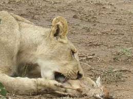 Steven E. Mielke, Lady Lake, FL/formerly Janesville, WI (1946-2014)