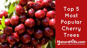 Improved soil drainage and ample air circulation are the keys to success with cherries. Top 5 Most Popular Cherry Trees Naturehills Com Youtube