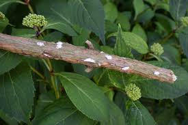 Image result for puklice švestková obrázek