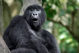 Nicholas Philipson (@nickphilipson) • Instagram photos and videos