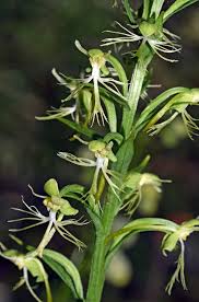 Image result for Habenaria schimperiana