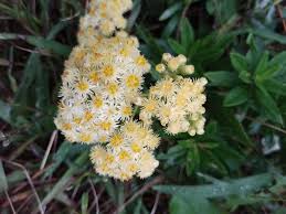 Image result for Microglossa pyrrhopappa