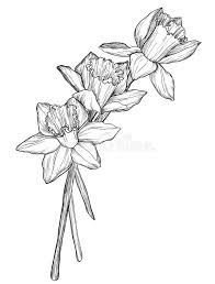 Sketch Of Narcissus Flowers Blossom Vector Illustration Narcissus Tattoo Daffodil Tattoo Flower Tattoo Shoulder