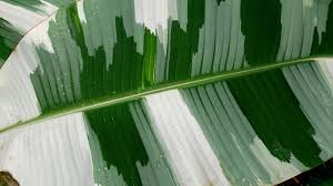 Image result for Musa paradisiaca