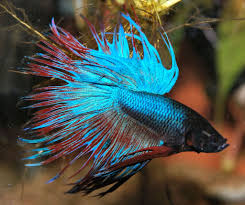 Crowntail Betta Betta Fish Tropical Fish Aquarium Betta Fish Types