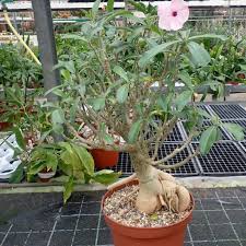 Image result for Adenium swazicum