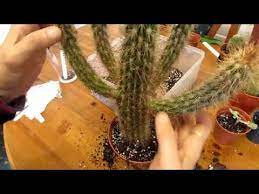 The plans for the new sports centre failed to be completed. Repotting Cactus Plants That Lost Their Roots Fell Out Their Pots During Our House Move Youtube