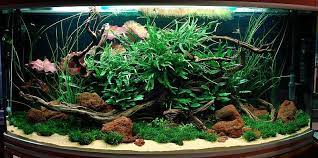 Low Tech Aquascape Aquascape Aquarium Aquascape Outdoor Landscape Lighting