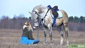 Learn how to determine if you should get a horse, how to buy, lease, adopt or even get a horse for free. How To Get Your Horse To Trust You 10 Steps With Pictures