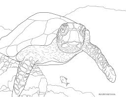 Supercoloring.com is a super fun for all ages: Sea Turtle Coloring Page Help Hawksbills