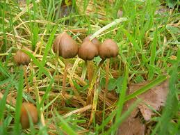I will definitely be adding these to our garden in scotland. Avoiding Mushroom Poisoning Hedgerow Harvest