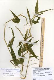 Image result for Acroceras zizanioides