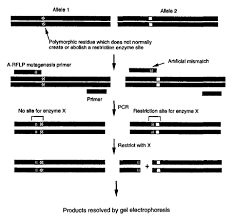 …approach, which was based on restriction fragment length polymorphism (rflp) technology, the dna was then cut at specific points along the strand with proteins known as restriction enzymes. Artificial Restriction Fragment Length Polymorphism A Rflp Analysis Springerlink