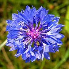 Pin On Flora And Fauna