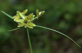 Image result for Pycreus flavescens