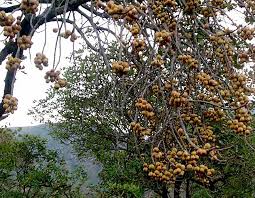 Image result for Phragmanthera cornetii