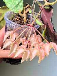 Image result for Begonia nyassensis