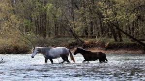 The obvious difference between the wild and domesticated horse is the wild horse is out there on open rangeland, where there are no stalls, no barrels of feed, no people bearing brushes and tack, no horse trailers, no veterinarians, etc. Missouri S Wild Horses Still Roam Free 20 Years After Feds Nearly Removed Them