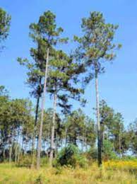 Young trees removed during thinning are used for pulpwood or are left in the forest, while most older ones are good enough for saw timber. Arkansas State Tree Pine Tree Genus Pinaceae