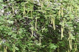 12 Medicinal Benefits Of Acacia Tree Or Babool Tree Limitless Learning Universe Acacia Tree Medicinal Plants Tree