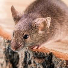 We can offer the same or better level of service for a lower price. Rodents Inside Your St Louis Home Stl Pest Control