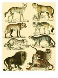 Art Print Oken Wall Art By Lorenz Oken By Lorenz Oken 24x18in Animal Drawings Natural History Animal Illustration