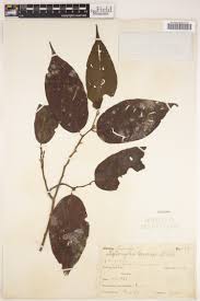 Image result for Melhania forbesii