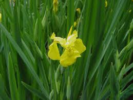 Image result for Iris pseudacorus