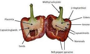 Risultati immagini per peperoncino più piccante