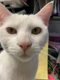 Lost Cat in Fullerton, Microchipped, White Collar