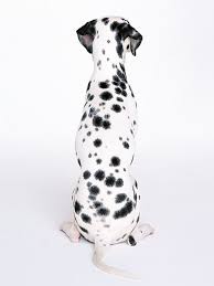 Black And White Dots Dog Name Pin By Layla Shpielman On Balagan Dalmatian Dalmatian Dogs Dalmatian Puppy