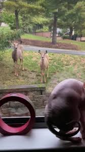 I’m not sure who was more curious...Myshka seeing the deer or the deer  trying to figure what the hell they were looking at. LOL I love his little  squeaks. | Patti Small Crudele | Facebook