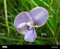 Image result for Vigna vexillata