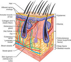 5 The Integumentary System. - Ppt Download