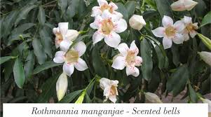 Image result for Rothmannia manganjae